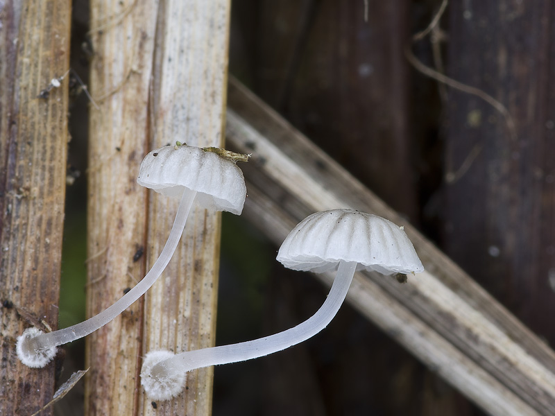 Mycena bulbosa